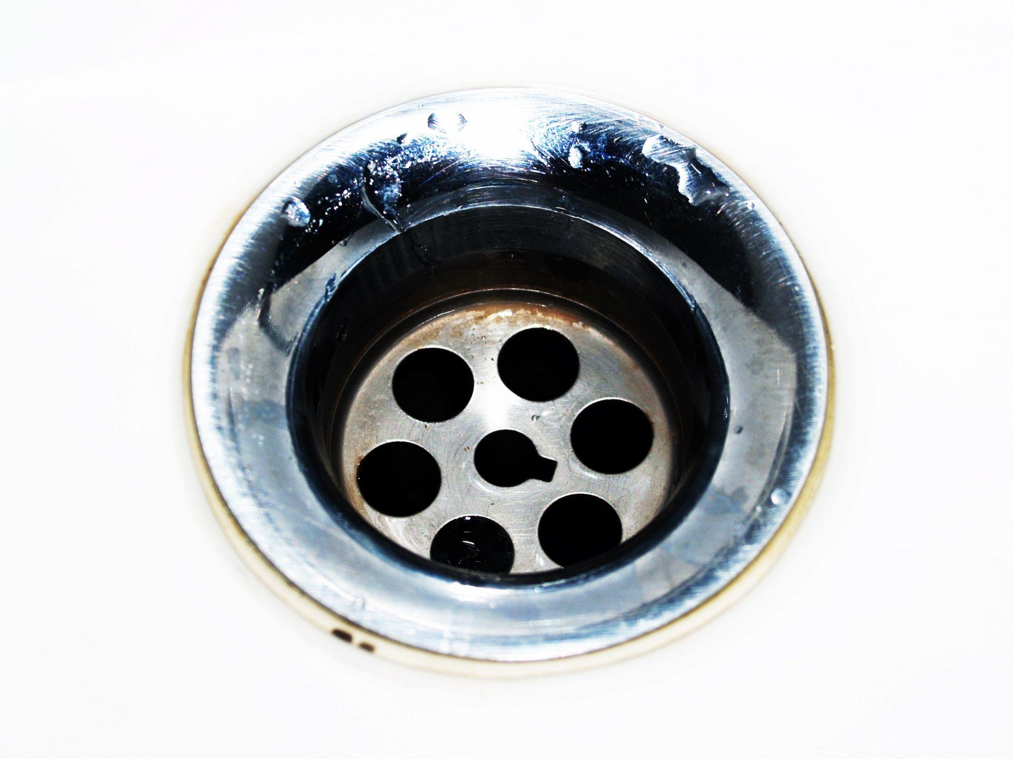 Why Are There Fruit Flies In My Drain? - Mr. Plumber